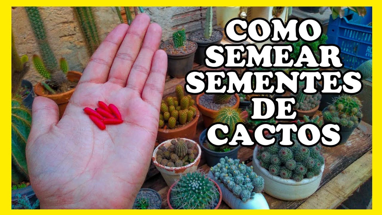 Semente de Cactus: Cacto N'Pele