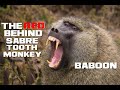 10 Baboon Facts - The Red Behind Sabretooth Monkey - Animal a Day B Week
