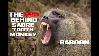 10 Baboon Facts  The Red Behind Sabretooth Monkey  Animal A Day B Week