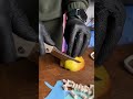 Ніж Складаний BESTECH SCIMITAR