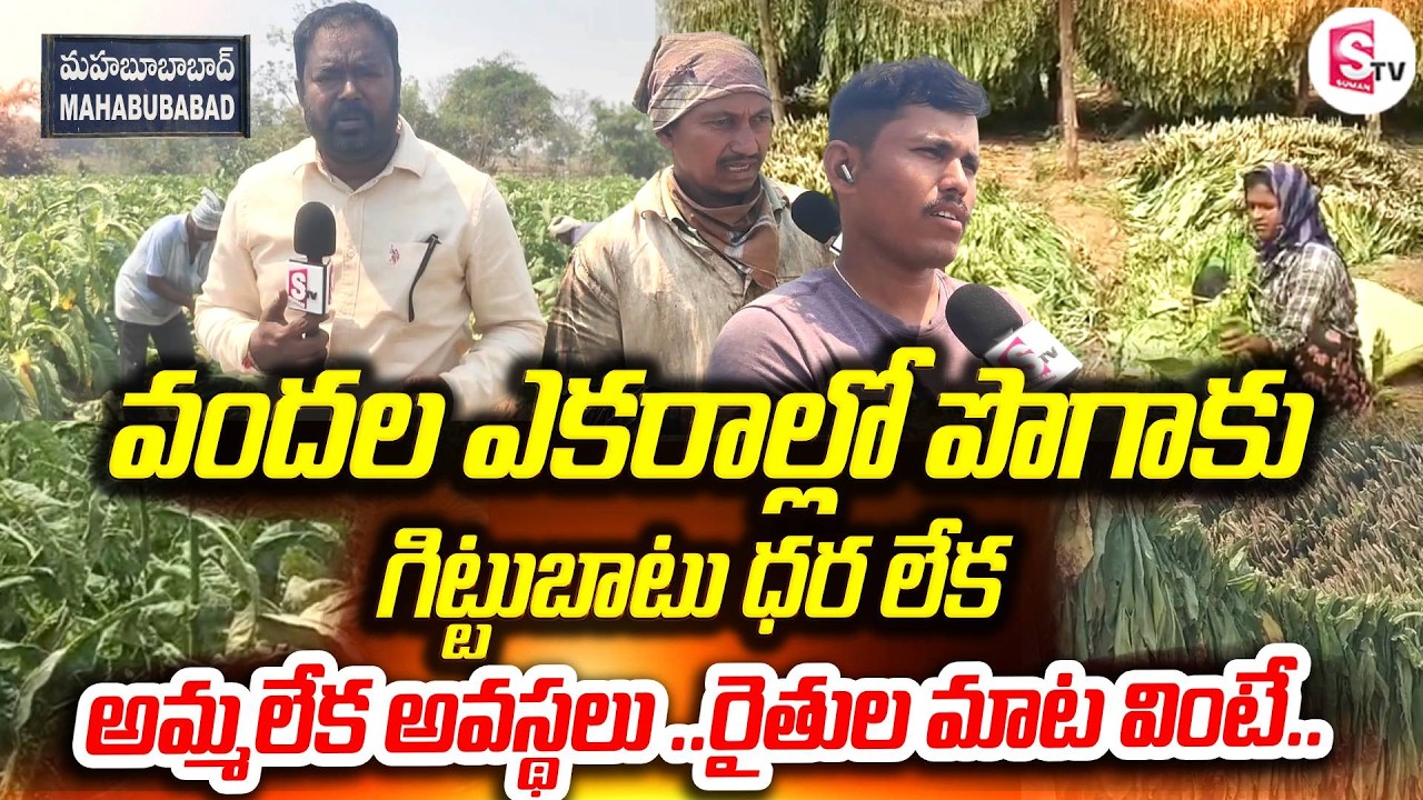 మహబూబాబాద్ లో పొగాకు రైతుల కష్టాలు| Tobacco Farmers in Trouble | No Buyers, No Market in Mahabubabad
