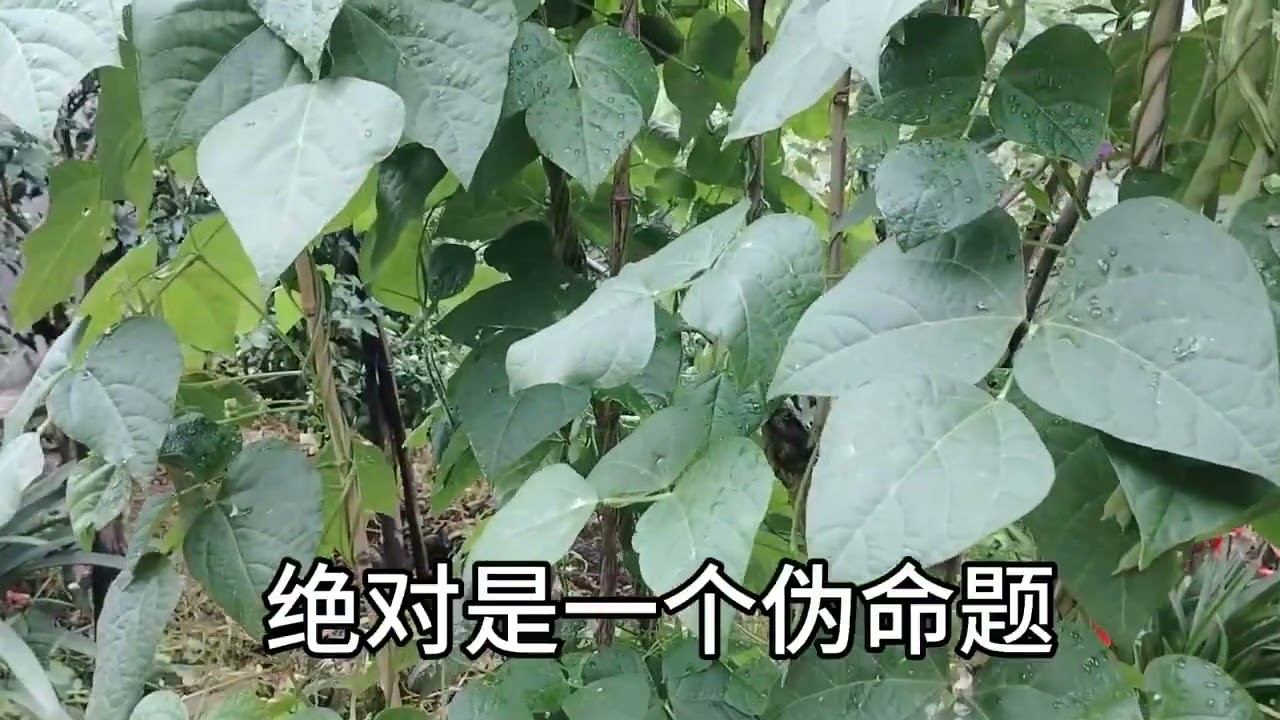 四季豆打顶后会结得更多吗？这是一个伪命题！害了多少人啊！