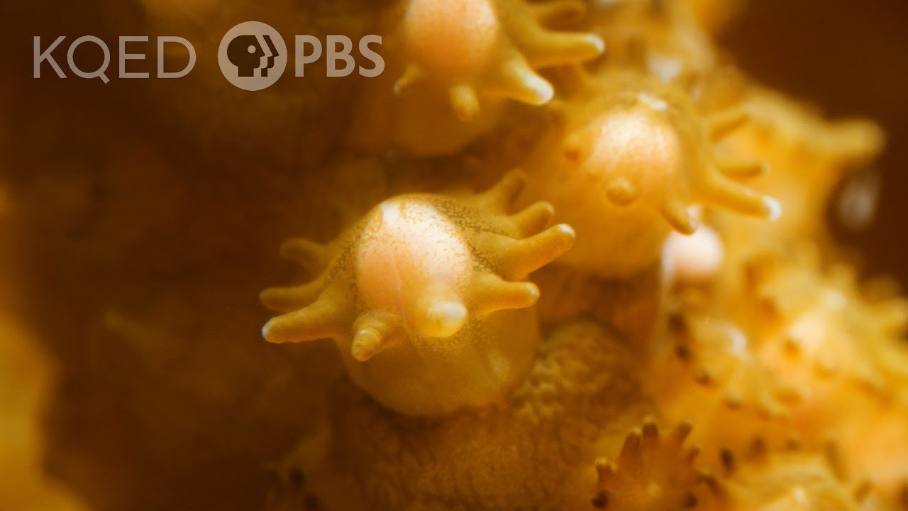 To Survive, Corals Turn the Ocean into a Giant Snow Globe