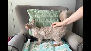 Burts Bees See what my cat thinks! @Lifewithpets72