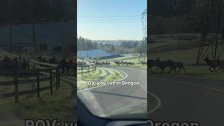 Commute delayed by elk 🫎🫎🫎#wildanimals #elk #oregon #portlnd