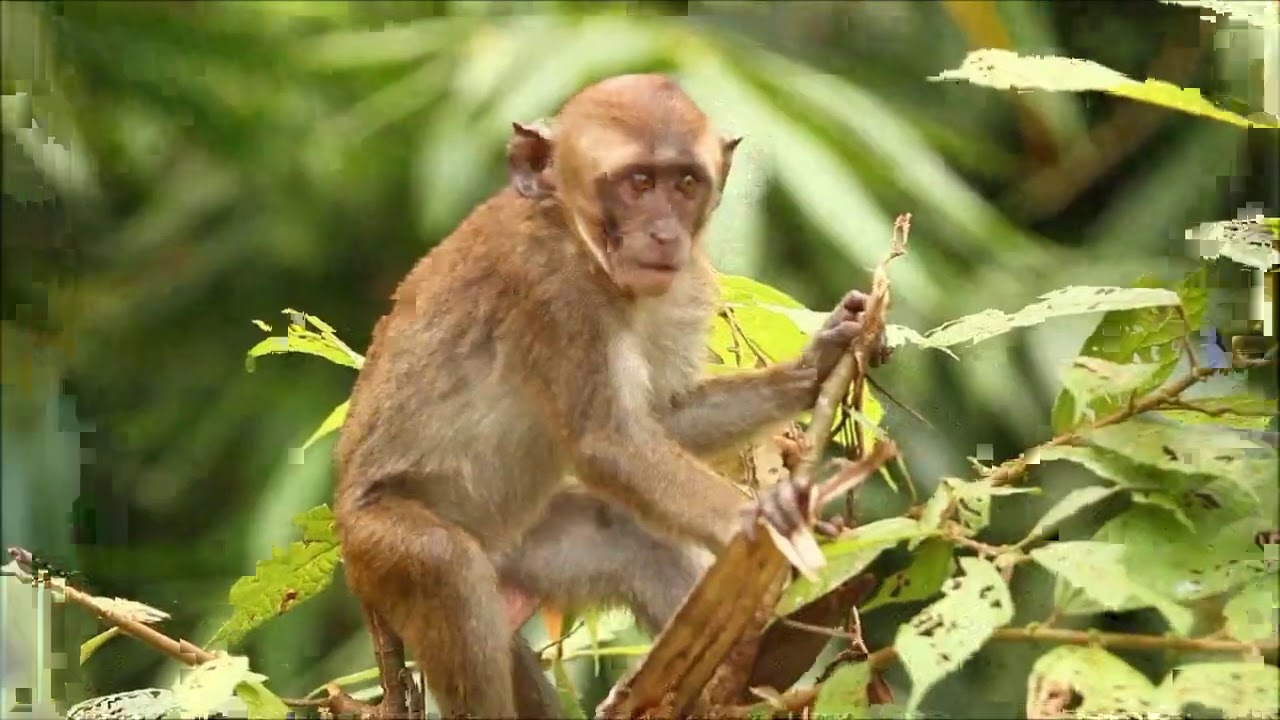 Let's Tour DavNor (Island to Highland) Music Video