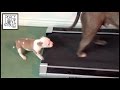 BANDIT the Pit Bull Puppy VS the Treadmill