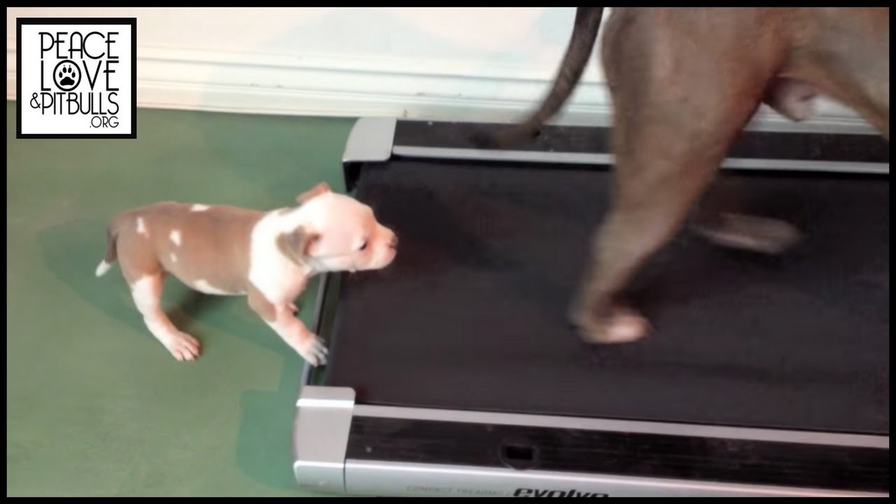 BANDIT the Pit Bull Puppy VS the Treadmill YouTube