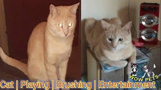 CAT | Playing | Brushing | Entertainment | by Usman Ahmed 2,948 views 3 years ago 5 minutes, 44 seconds