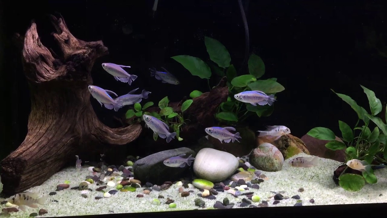 camera iphone 8 plus apk Congo tetras