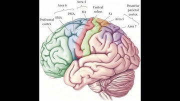 The Pre-Motor Cortex