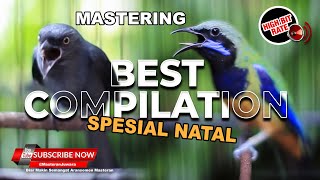 🔴 Spesial Best Mastering Compilation 2023 Cucak Cungkok Gacor vs Srigunting Abu Abu Gacor