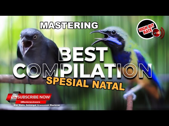 🔴 Spesial Best Mastering Compilation 2023 Cucak Cungkok Gacor vs Srigunting Abu Abu Gacor class=
