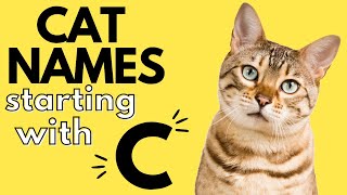 180 Cat Names Starting With C Boy and Girl Cat Names