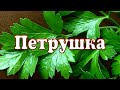 СПЕЦИИ. Петрушка. Полезные свойства, где, как и в каком сочетании применять петрушку. ENG SUB.