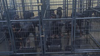 The true Dirty side of Butler Kennels Rottweilers 