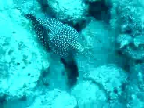 ウツボの威嚇 ウツボの威嚇