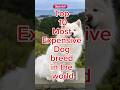 Top 10 Most Expensive Dogs Breed In The World Shocking Price Doglover Top 10 Most Expensive Dogs Breed In The World Shocking Price Doglover