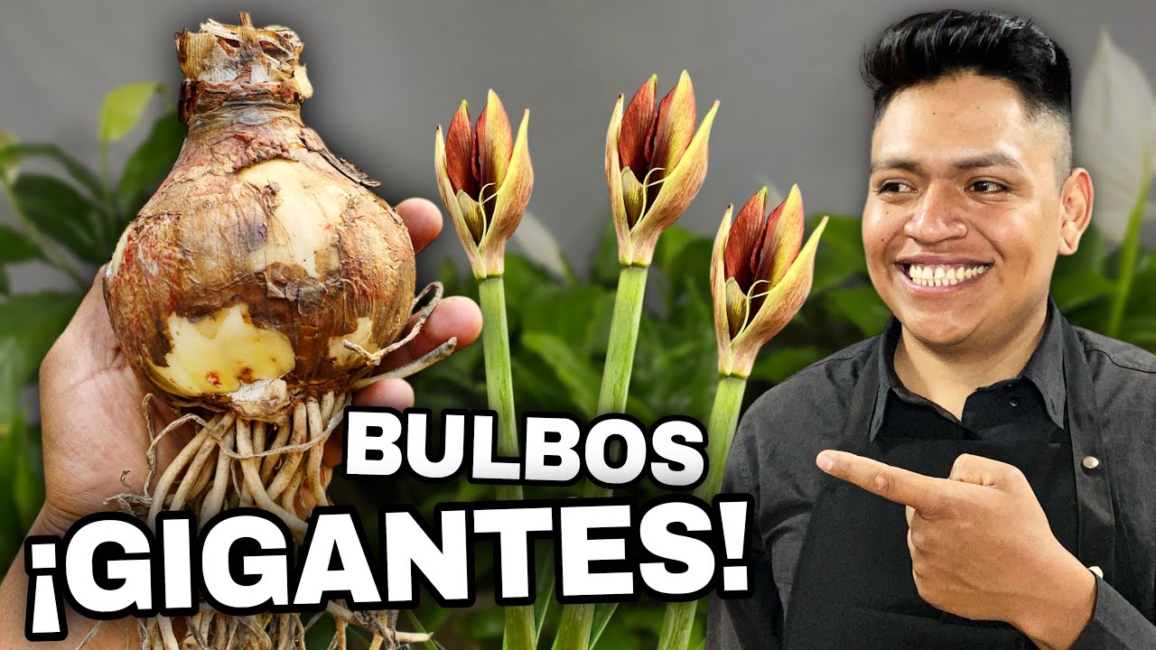 Bulbos de AMARILIS GIGANTES: El Secreto para ENGORDARLOS que nadie te dice