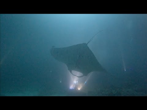Dive Ref 20964  Maldives Maaya Lagoon N Ari 2024 11 04 #7   4K
