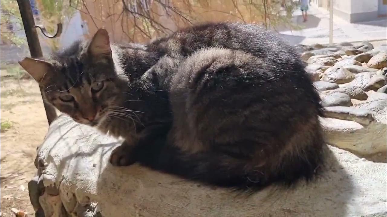 cats in Spain) YouTube