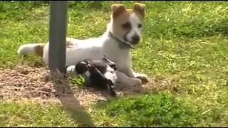 《》 "Dog and Bird Story"