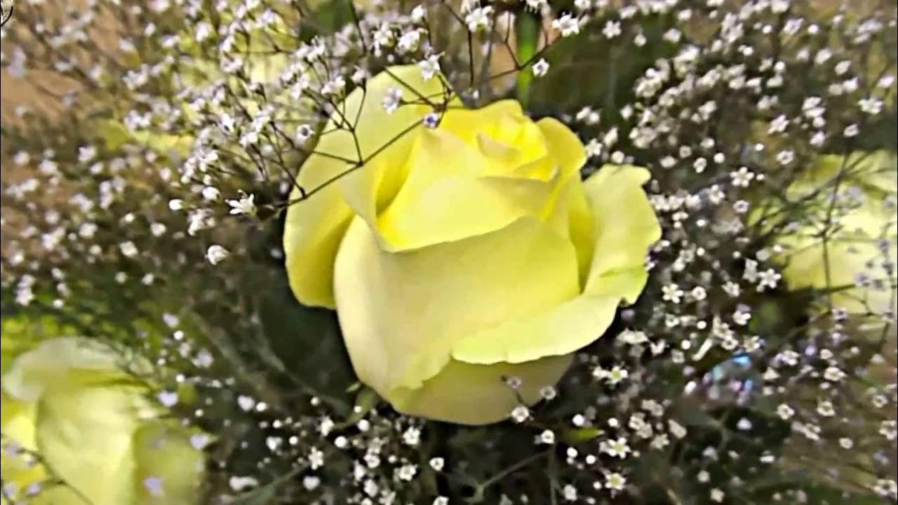 Цветок надежды видео. Розы с гипсофилой в саду фото. Фон с гипсофилой. Фон с гипсофилой цветными.