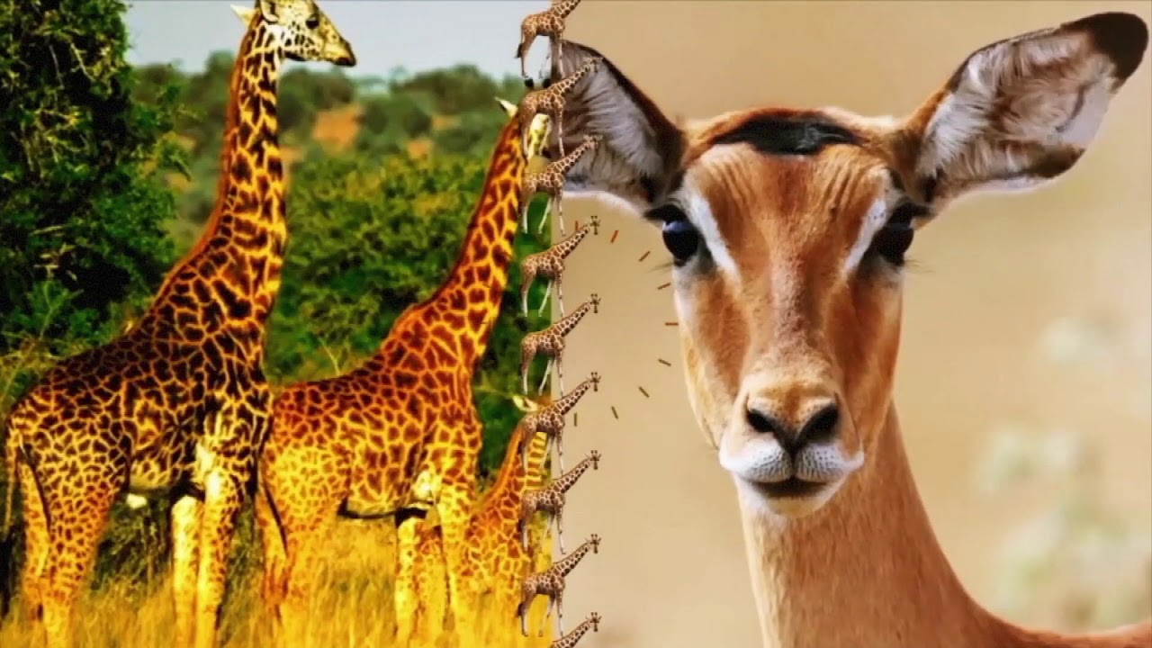 out and about Rwanda TV SHOW INTRO