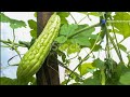 How to Grow Bitter Melon With Many Fruits - Squash Family