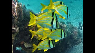 Schooling Porkfish At Lauderdale By The Sea