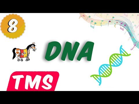 DNA  Şarkısı 🎶🎧