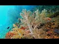 Snorkeling Charles&#39;s garden of delights, part. 2, Waigeo, Raja Ampat 2023