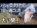 【貴重なごはんシーンあり】ハシビロコウ”カシシ”のとある1日 #元気でねカシシ