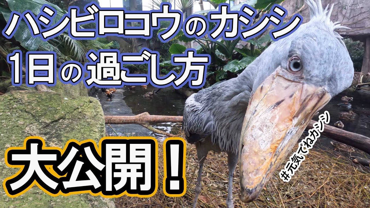 Includes a rare meal scene] A day in the life of the shoebill