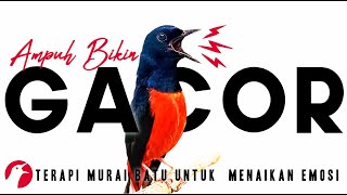 Download lagu PANCINGAN MURAI BATU GACOR AMPUH UNTUK PANCINGAN MURAI BATU AGAR BUNYI, EMOSI dan BONGKAR MATERI