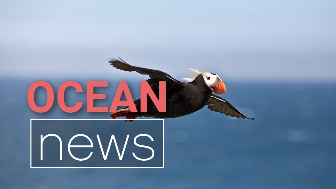 Tufted Puffin Facts — SeaDoc Society