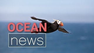 Why are Thousands of Tufted Puffins Dying? | Ocean News - Episode 6