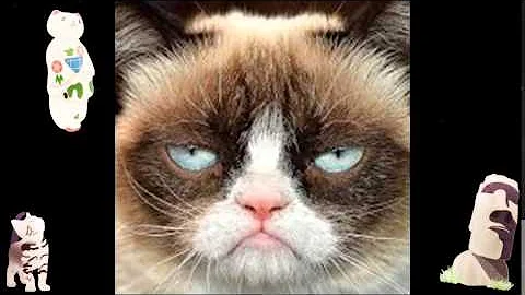 Video 537071: cat funny animals compilation, funny male cat