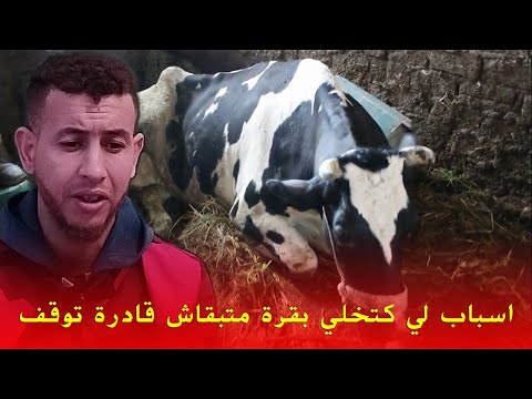 اسباب لي كتخلي بقرة متبقاش قادرة توقف