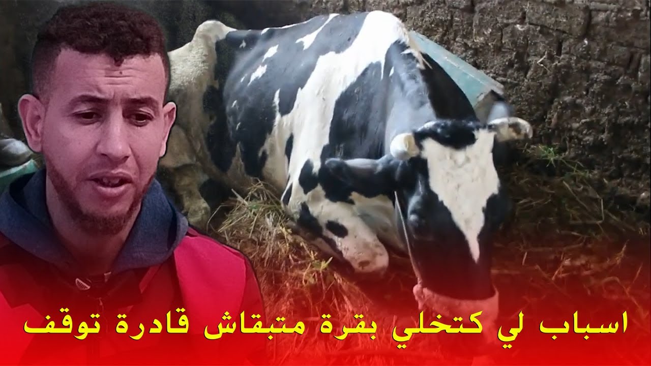 اسباب لي كتخلي بقرة متبقاش قادرة توقف