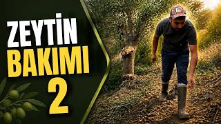 🌿 Zeytinlikte İşler Bitmedi Bakıma Devam Ediyoruz Part 2