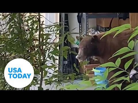 Hungry bear devours cake in open garage refrigerator | USA TODAY