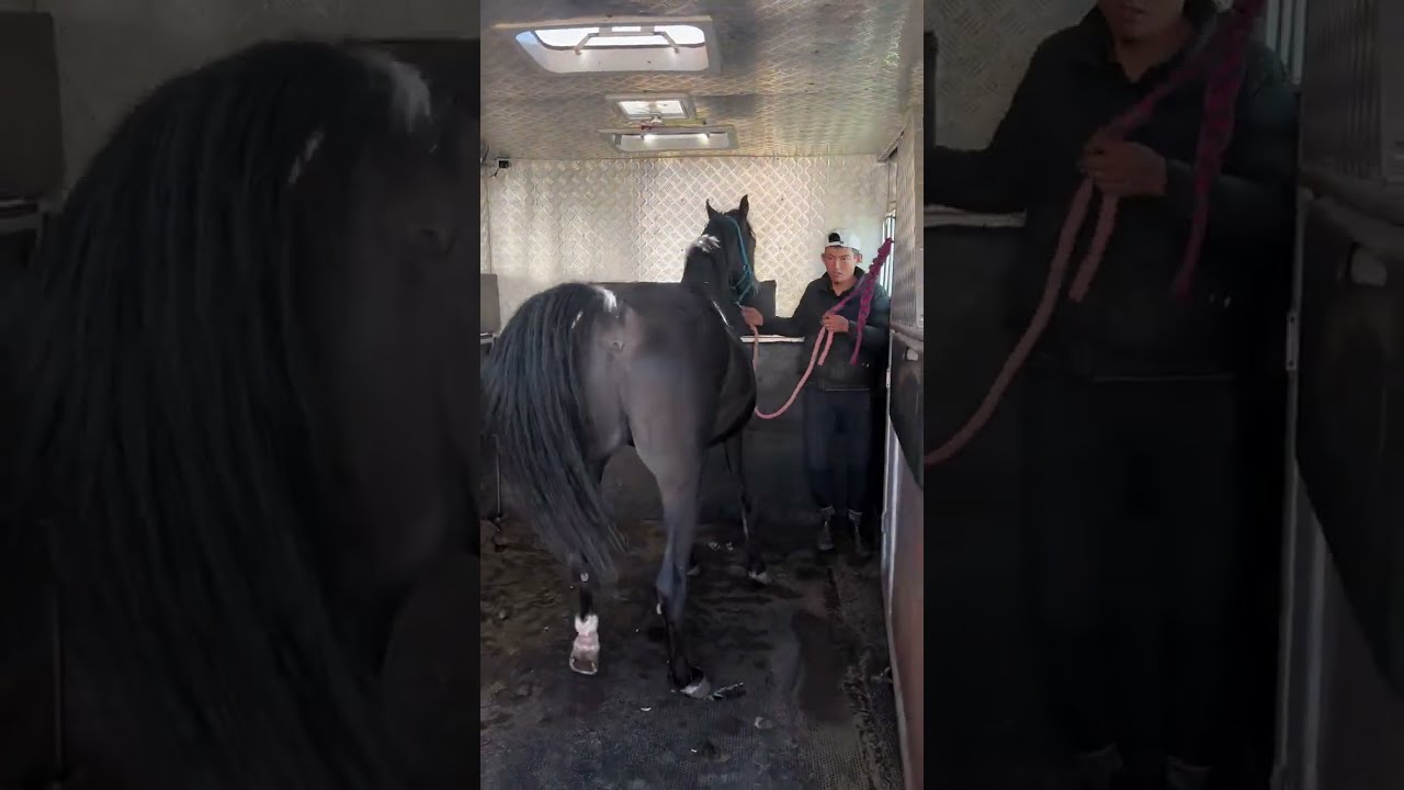 Beautiful wild horses run wild horses wild horses are fighting for territory 690