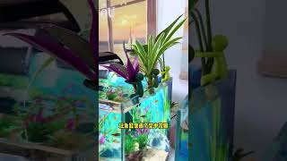 Hydroponic Plant Holder, Aquarium Hydroponic Companion#Fishkeeping #aquarium #aquascapelowtech #fish