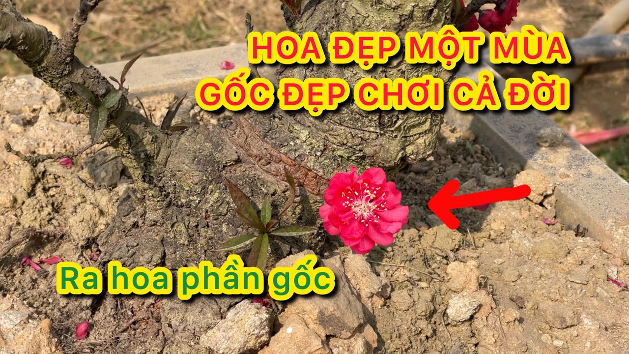 Chơi Đào Thất Thốn: Hoa đẹp một mùa, gốc đẹp chơi cả đời