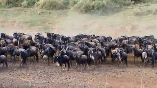 False Start, Crossing The Mara River
