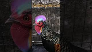 Download Lagu ayam hutan hijau (keker) Bali MP3