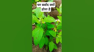 #Shorts घर बर्बाद क्यों होता है #panditpradeepmishrajikeupay