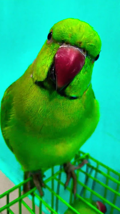Parrot chirping Sound #talkingparot #funnyanimal #funny #funnybird #ytshorts