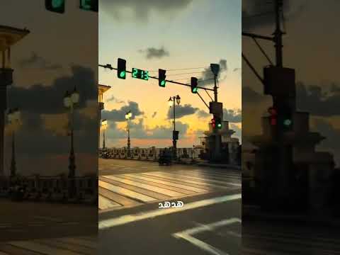 فيديو #اكسبلور #هدهد #الاسكندرية #alexandria#youtubeshorts #youtubevideos #youtube  #shorts #subscribe